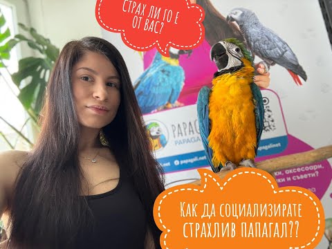 Видео: 🦜Пътят на моя папагал ара – Част 1 - Първи стъпки в социализиране на папагал