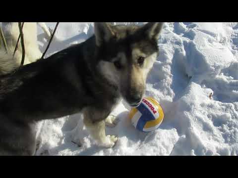 Видео: Соболь футболист/Высшая лига среди лаек/