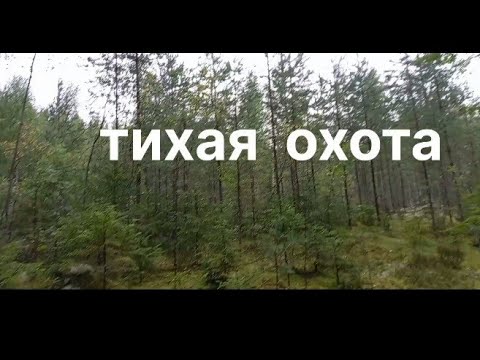 Видео: Лес, грибы, брусника