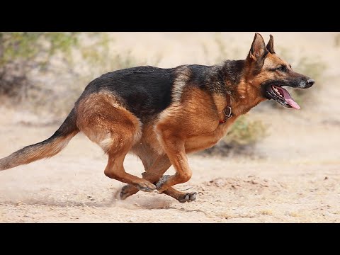 Видео: Немецкая Овчарка – Умная, Добрая Порода, но Шутки с Ней Плохи, и Вот Почему!