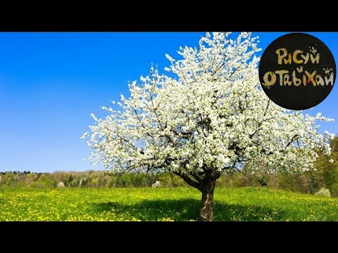 Видео: Нарисовать дерево легко. Яблоня в цвету. Цветущая яблоня.