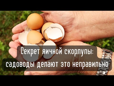 Видео: Ошибка садоводов: так нельзя использовать яичную скорлупу!