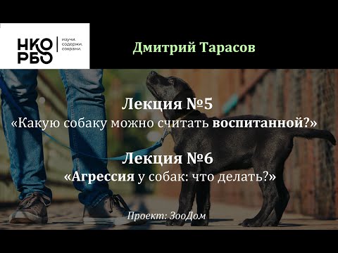 Видео: Лекция 5 и 6 «Какую собаку можно считать воспитанной?» и «Агрессия у собак: что делать?»