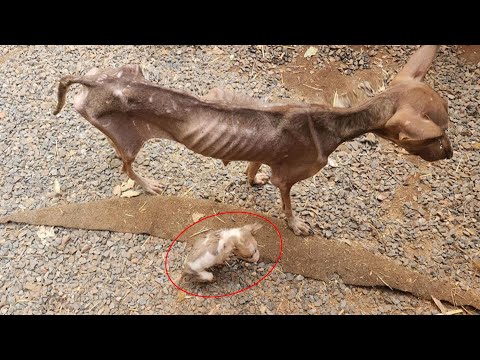 Видео: Голодная мама и хрупкий щенок сидели и плакали на обочине дороги, умоляя о ласке, но никому не было