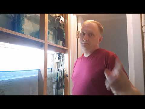 Видео: Первая подмена воды у малька коридорас Адольфа