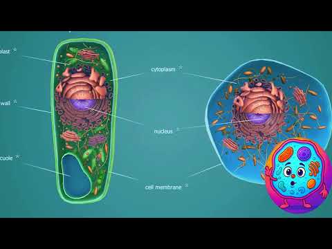 Видео: Строение клетки простыми словами | Для детей и начинающих"