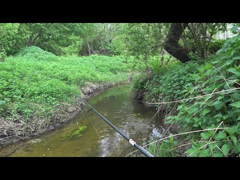 Видео: Куда меня занесло! Черепахи вместо рыбы.  Микроречка - переплюйка