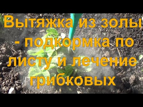 Видео: 26 Зольный раствор в июле! - подкормка по листу, лечение фитофтороза и гнили, изгоняем вредителей.