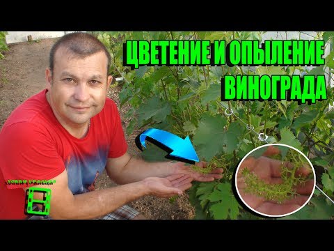 Видео: ОПЫЛЕНИЕ ВИНОГРАДА. ЦВЕТЕНИЕ. ТИПЫ ЦВЕТКОВ. ВЫРАЩИВАНИЕ ВИНОГРАДА В ТЕПЛИЦЕ. СЕВЕРНЫЙ ВИНОГРАДНИК