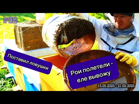 Видео: Пошла жара! Отвез в лес ловушки. Рои полетели со всех сторон - еле вывожу.