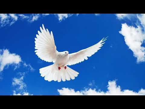 Видео: Ақ көгершін бейбіт құсым сен едің