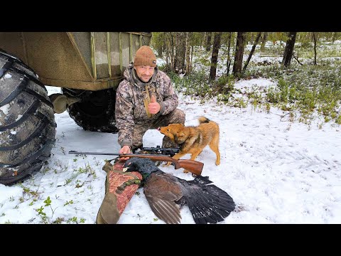 Видео: ОХОТА НА ГЛУХАРЯ С СОБАКОЙ / КАРЕЛКА НЕ ЧИСТОКРОВНАЯ / ОЧЕНЬ ДОЛГО ПРИШЛОСЬ ПОДХОДИТЬ К СТАРОЙ ПТИЦЕ