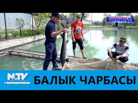 Видео: БАЛЫК ЧАРБАСЫ\\АЗЫРКЫНЫН АЗАМАТТАРЫ