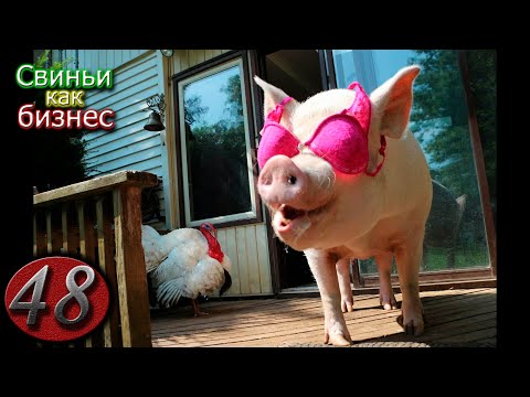 Видео: Лайфхаки в свиноводстве / Часть 2.
