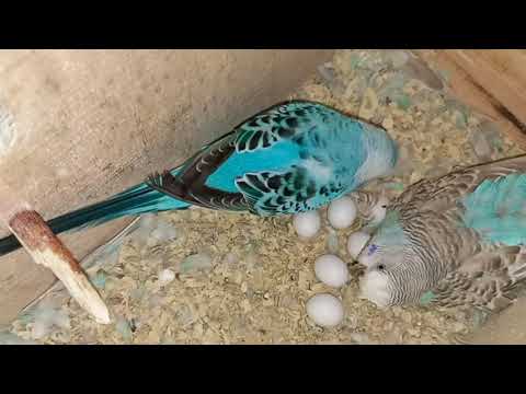 Видео: Идеальная самка попугая для разведения. Самка волнистого попугая даёт хорошее потомство.