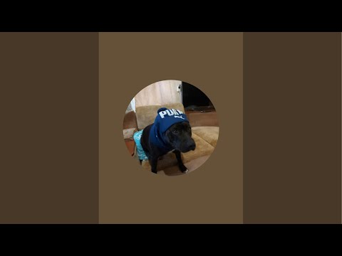 Видео: USA staf_pitbul в прямом эфире!