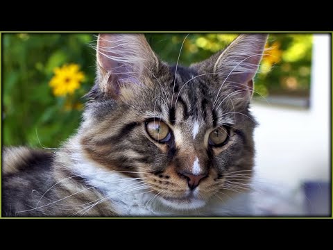 Видео: Котята мейн-куны, 16 серия. Любители тунца и сыра.