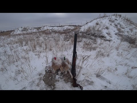 Видео: Охота на зайца  " Подстава"