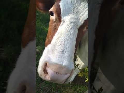 Видео: Как правильно выбрать молочную корову которая в запуске (не доится сейчас)