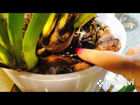 Видео: ЦИМБИДИУМ! ВТОРОЕ ПЫШНОЕ ДОМАШНЕЕ ЦВЕТЕНИЕ. УХОД.