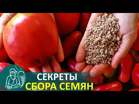 Видео: 🍅 Как собрать семена помидор 🌿 Массовое выращивание рассады по технологии Гордеевых