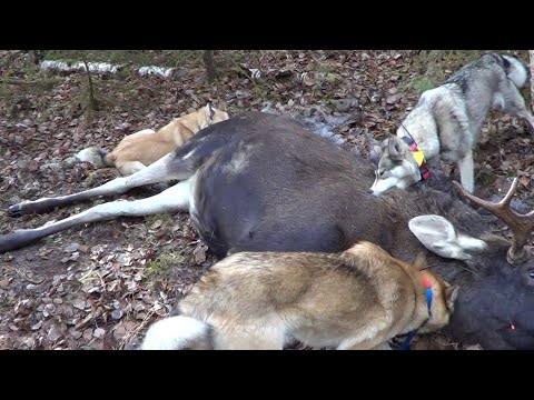 Видео: ОХОТА НА ЛОСЯ С ЛАЙКАМИ. ОКТЯБРЬ 2023г