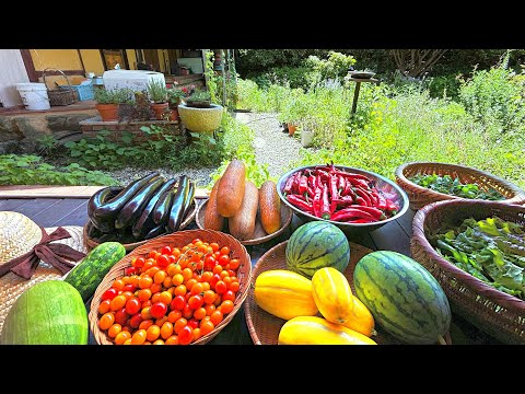Видео: Сбор арбузов🍉 и посадка диких пионов🌱 | Соседские куры | Аппликация | Видеоблог о сельской жизни