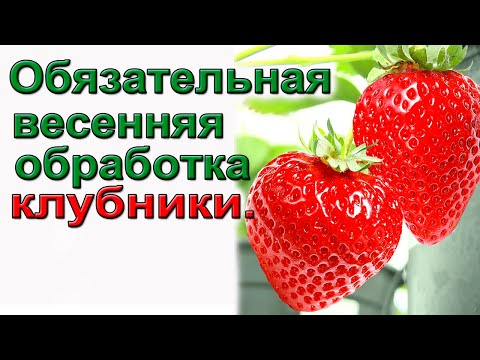 Видео: Обязательные весенние обработки клубники. От всех вредителей и болезней.