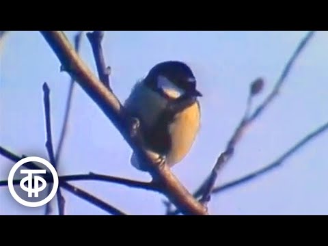 Видео: Наши пернатые друзья зимой. Передача "Наш сад" (1978)