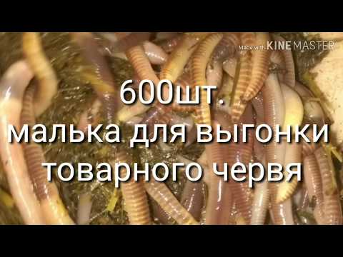 Видео: Какое кол-во червя должно быть в ящике,для получения товарного червя в короткие сроки