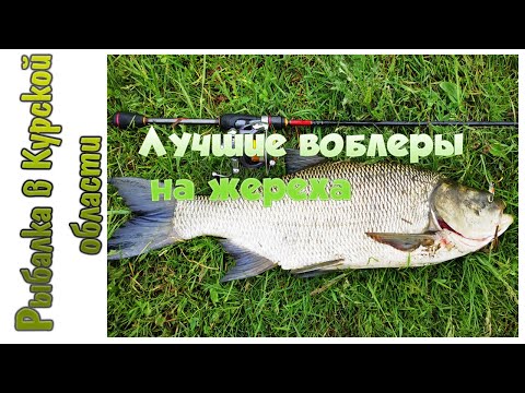 Видео: Лучшие воблеры на жереха. Топ 2021 года и поклевки трофеев