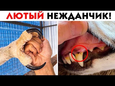 Видео: 55 ЛЮТЫХ НЕОЖИДАННОСТЕЙ ИЗ ДИКОГО МИРА!
