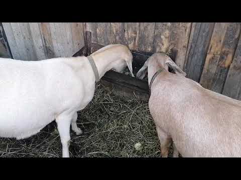 Видео: Как выбрать козу.🐐 Советы дилетанта