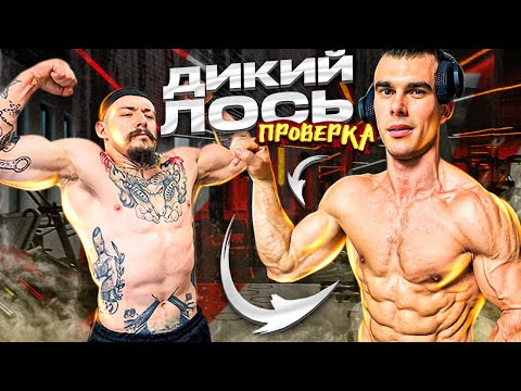 Видео: ПРОВЕРКА НА БЛУД ДИКОГО ЛОСЯ