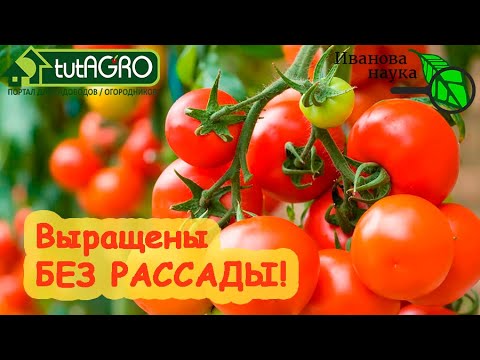 Видео: ТОМАТЫ БЕЗ ПИКИРОВКИ и ДАЖЕ БЕЗ РАССАДЫ. Это реально? КАК??? Вот так - если нет времени!