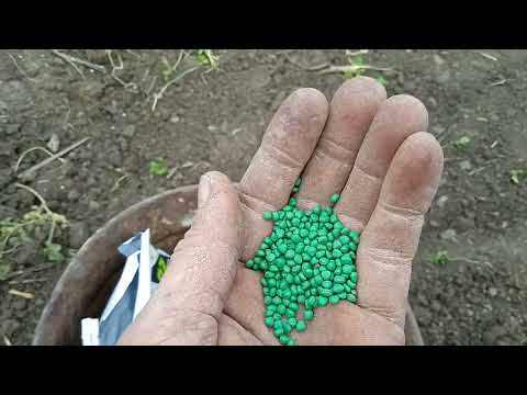 Видео: Посев рЕдиса Аутелла 2023