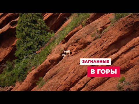 Видео: 2-я часть. Иссык-Куль по частям Кыргызстан 2024 жара июль