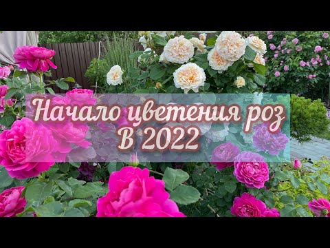Видео: Прогулка по саду, начало цветения роз