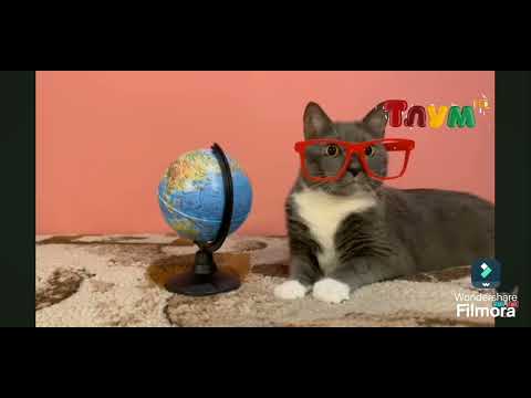 Видео: Тлум HD в Котинет