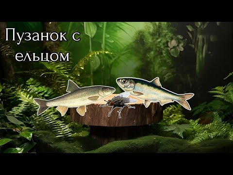 Видео: Пузанки и ельцы / Красивая меча / Русская рыбалка 3