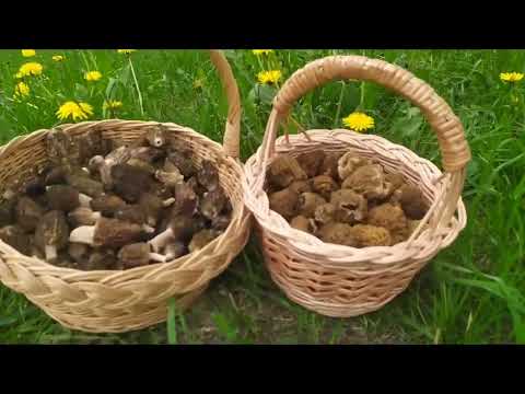 Видео: ❓ Где растут Сморчки, когда искать и как найти гриб Сморчок?