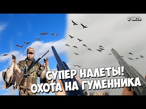 Видео: Супер налеты гусей! Охота на ГУМЕННИКА! часть 2