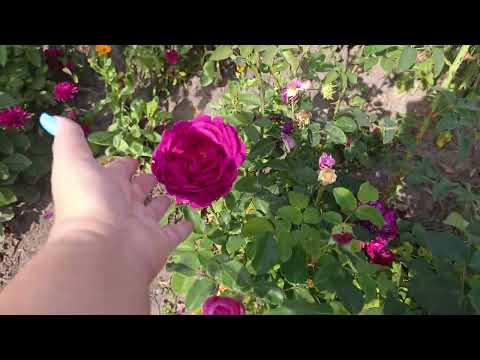 Видео: Огляд 🌹🌹🌹 чудових чайно-гібридних троянд, назви в описі 💙💛💙💛💙🇺🇦