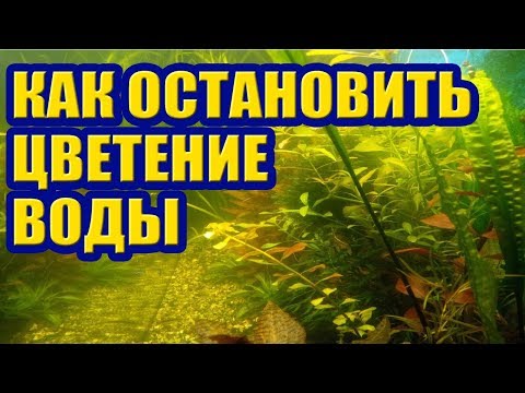 Видео: Как остановить Цветение Воды в Аквариуме. Зеленая мутная вода, как избавиться