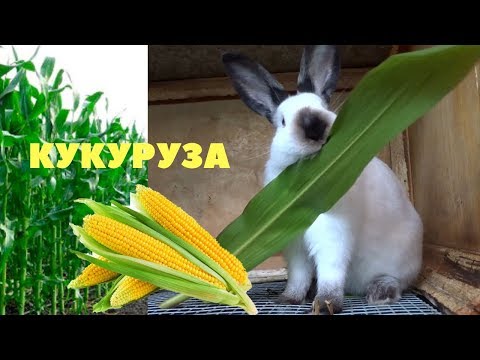 Видео: Кукуруза в кормлении кроликов