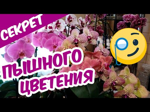 Видео: СЕКРЕТ ПЫШНОГО ЦВЕТЕНИЯ ОРХИДЕЙ 🧐 Как продлить и усилить цветение орхидей Чем стимулировать цветение