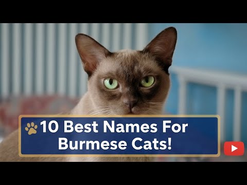 Видео: 10 лучших имен для бирманских кошек!😺✨