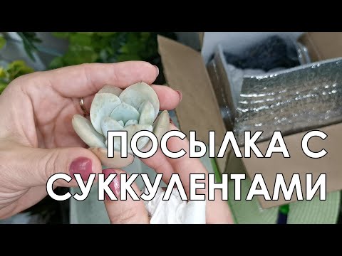 Видео: Распаковка посылки с суккулентами