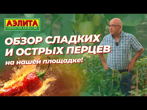 Видео: СЛАДКИЕ и ОСТРЫЕ перцы на нашей площадке в августе!