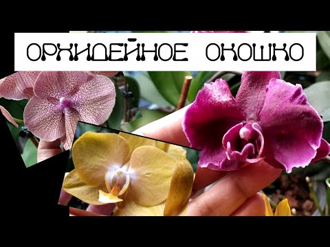 Видео: Орхидейное окошко. Как там у нас с цветением?😉